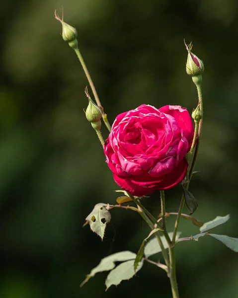 Egy Vörös Rózsa Rügyeivel Egy Növényen — Stock Fotó