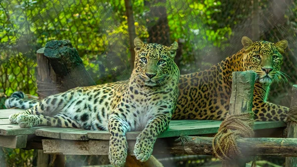 Ein Paar Leoparden Ruht Auf Einem Kreisel — Stockfoto