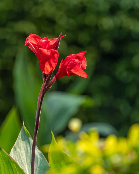Une Paire Canna Indica Fleur Dans Jardin — Photo