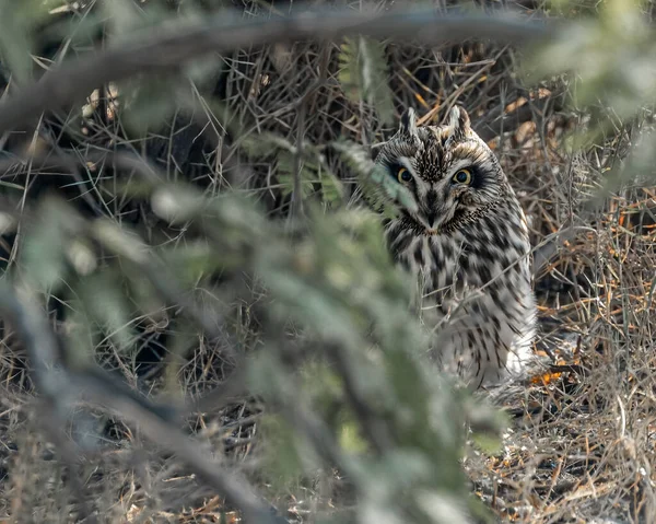A Short Eared Owl hidden in Bush
