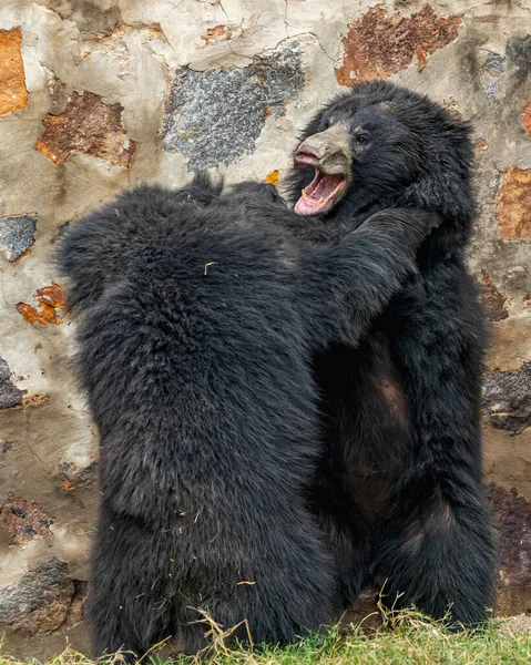 A Pair of Bear hugging each other