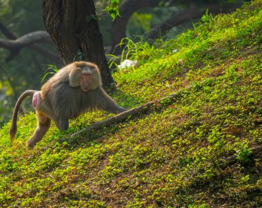 Tırmanmak için yüksekte koşan bir maymun.