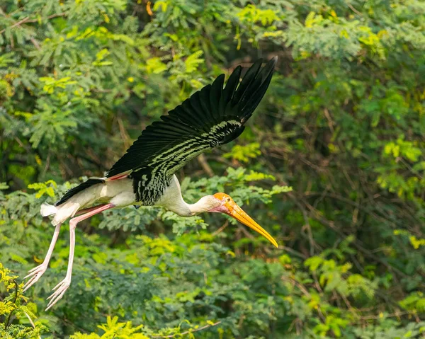 Painted Stork Its Wings Open — Stock Photo, Image