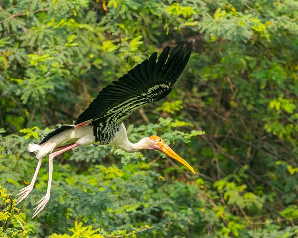 Uma Cegonha Pintada Com Asas Abertas — Fotografia de Stock