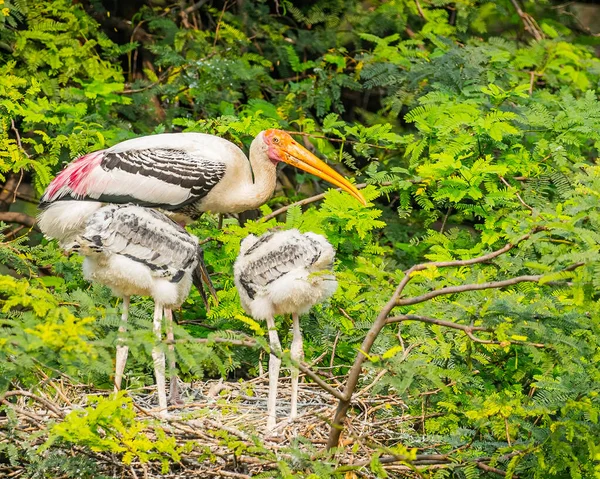 Näste Målad Stork Med Två Ungar — Stockfoto