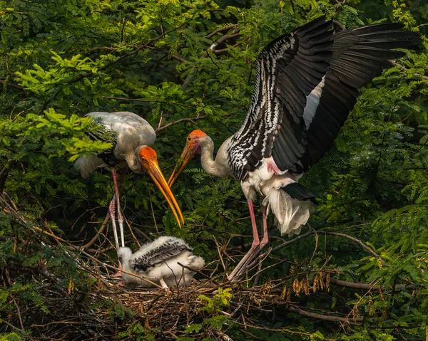 Parents Caring Juvenile Painted Stork — Stock Photo, Image