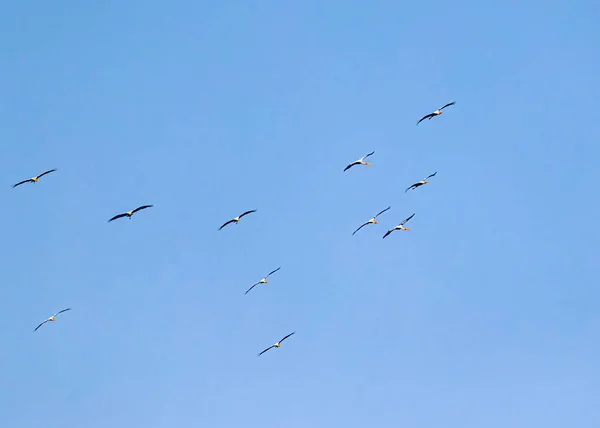 Group Painted Stork Blue Sky — Stock fotografie
