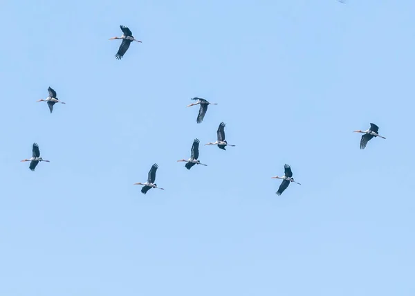 Flod Målad Stork Luften — Stockfoto