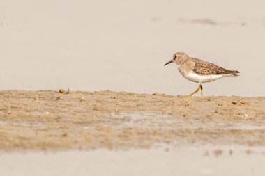 Göl kıyısında yürüyen küçük bir Stint