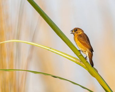 Ağzına kadar yiyecek dolu Scally göğüslü bir Münih genci.