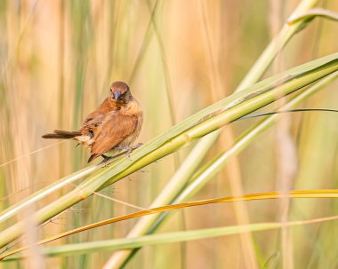 Bir dalda poz veren küçük memeli bir münia.