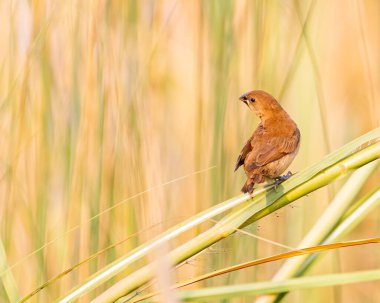 Scally göğüslü Munia 'nın bir genci geriye bakıyor.