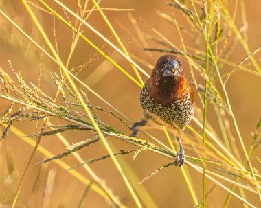 Ağzında yemek olan bir Scally Munia.