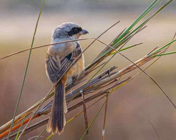 Long Tail Shrike Posado Sobre Una Hierba Seca — Foto de Stock