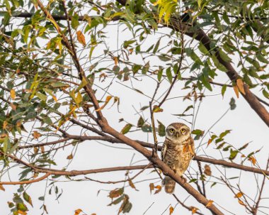 Benekli bir baykuş ağaçta dinleniyor