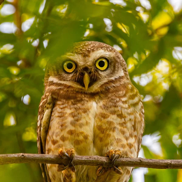 A Spotted Owl looking direct into the camera