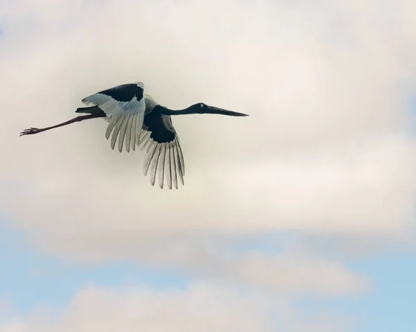 Ein Schwarzhalsstorch Flug — Stockfoto
