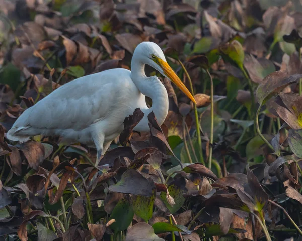 A Egret hunting in a wet land