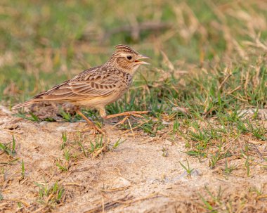Doğulu bir Skylark yerde yürüyor ve şarkı söylüyor.