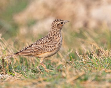 Tarlada yiyecek arayan Doğulu bir Skylark.