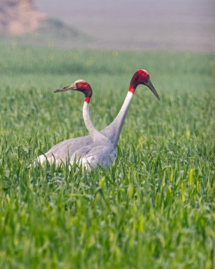 Çeltik tarlasında bir çift Sarus Crane.