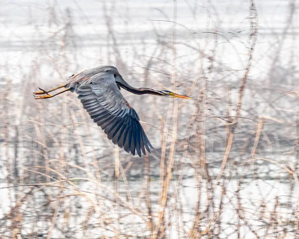 Mor balıkçıl, ıslak topraklar üzerinde uçuyor.