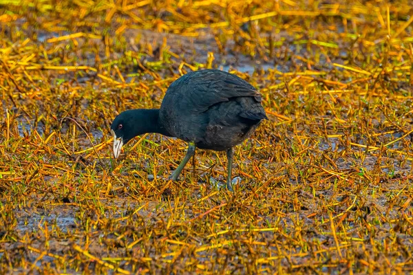 Islak topraklarda dolaşan bir Avrasyalı Kuğu
