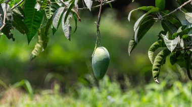 Ağaçta asılı bir Mango