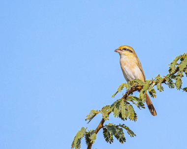 Bir Isabelline Shrike çalıların üzerinde dinleniyor.