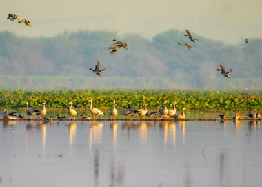 Bir Bar Kafalı Kaz sürüsü ve Islak topraklarda Kuzey kuyruğu ördekleri