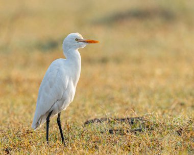 Yerde otururken küçük bir balıkçıl portresi