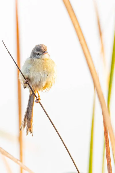 A Plain prinia in deep thought on a long grass