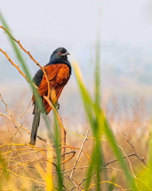 Sabahları çalı ağacına tüneyen Büyük Coucal