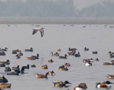 Kanatları aşağıda uçan bir martı.