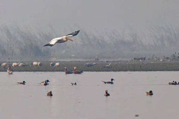 Далматинский Пеликан Приземлился Озере — стоковое фото