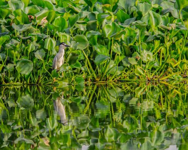 Gölde avlanan bir balıkçıl