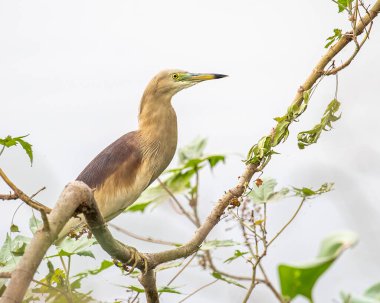 Ağaçta oturan balıkçıl.