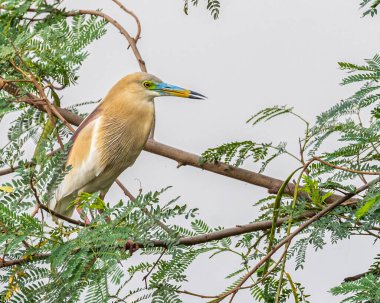 Ağaçta tünemiş bir balıkçıl.