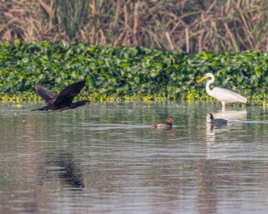 Gölün üzerinde uçan bir karabatak.
