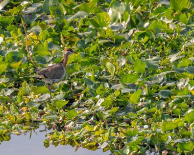 Bronz kanatlı Jacana ıslak topraklarda