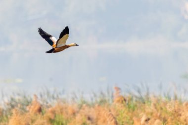Bir Rudy Shelduck V şeklindeki kanatlarıyla gökyüzünde uçuyor