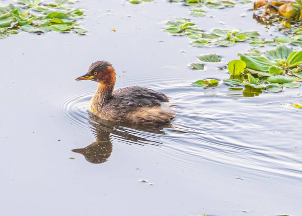 A Little grebe in wet land looking for food