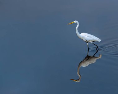 Suda yürüyen bir Akbalıkçıl