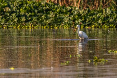 Büyük Akbalıkçıl bir balığı öldürür.