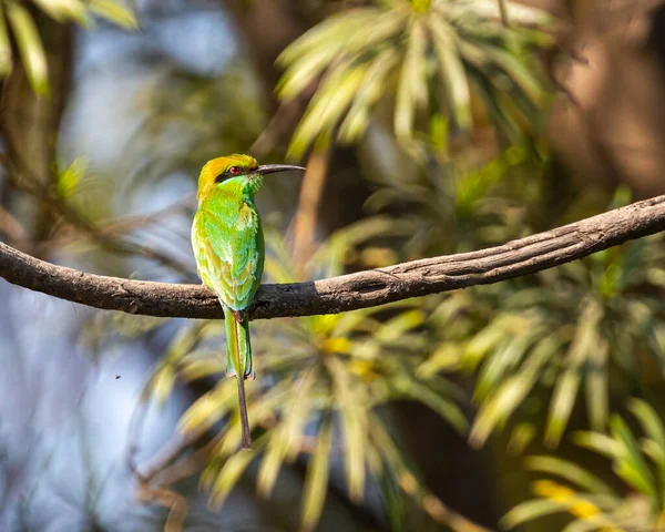 A Green Bee eater resting on a tree
