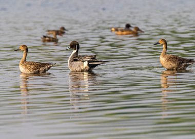 Kuzeyli bir Pintail ve gölde iki Avrasyalı Teal