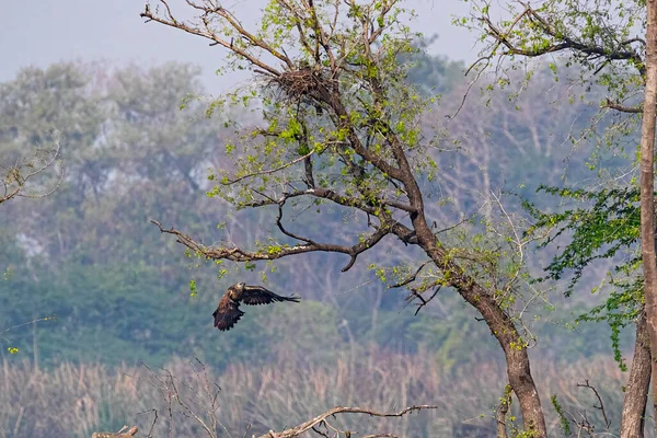 A Fish Eagle landing on a branch of tree
