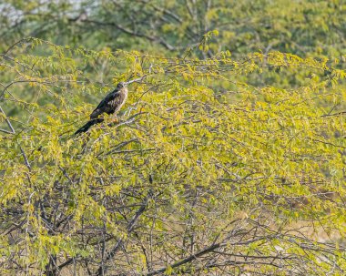 A Marsh Harrier resting on a bush tree