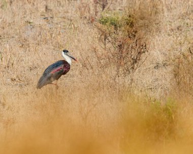 A Woolly necked stork in a dry field