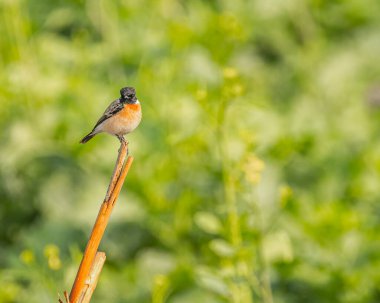 A Stone Chat resting on a branch in a Mustard field